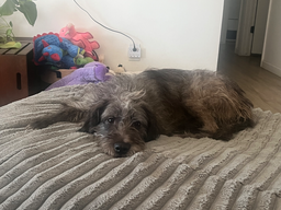 Pugsley, image 4