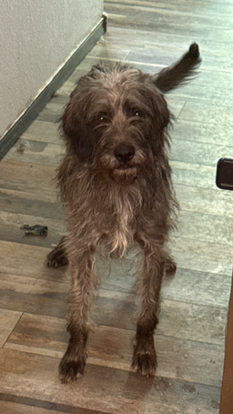 Pugsley, image 3
