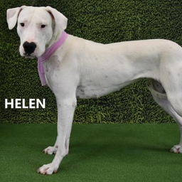Helen