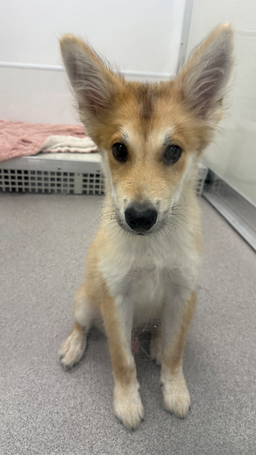 Fox, image 2