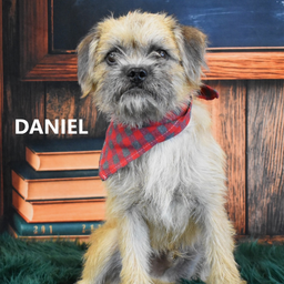 Daniel, image 2