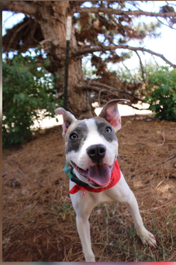 Diesel, image 5