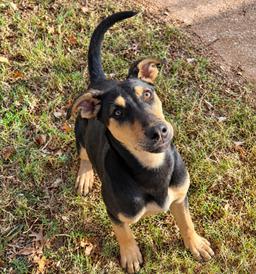 Buster, image 3