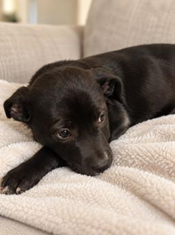 Izzie, image 2