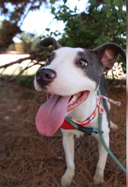 Daisy Mae, image 3