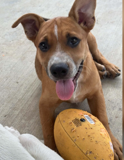 Cujo