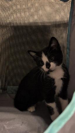 Frankie