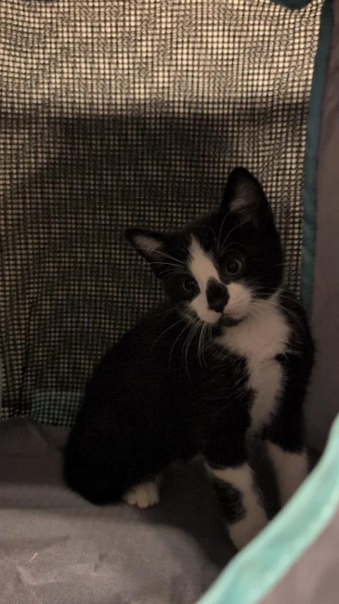Frankie