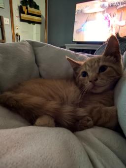Ziggy