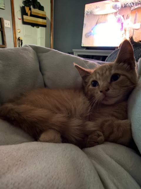 Ziggy