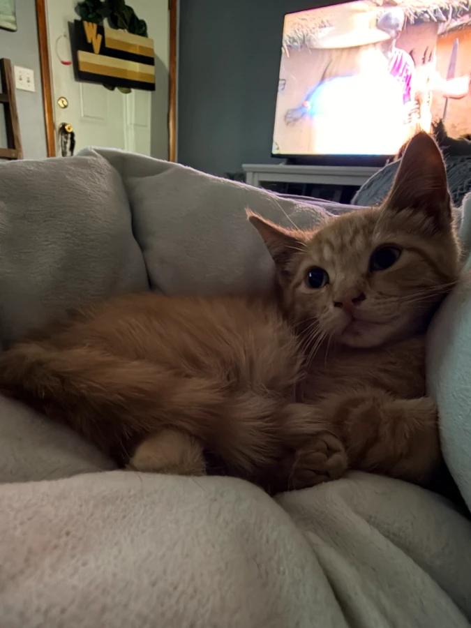 Ziggy