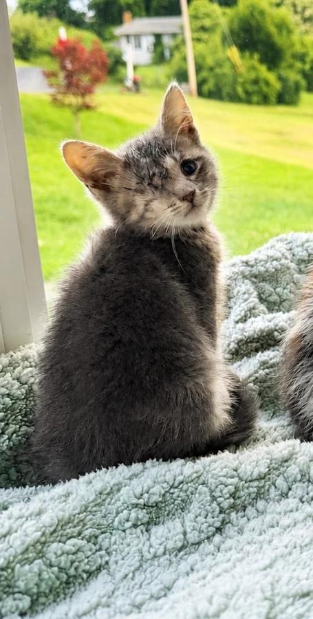 Kiwi