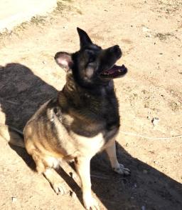 Bella Dog