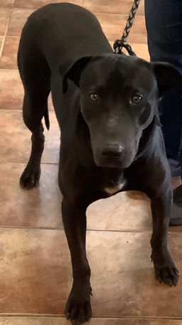 Baloo