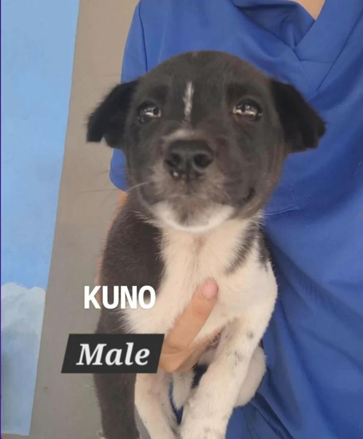 Kuno