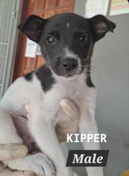 Kipper