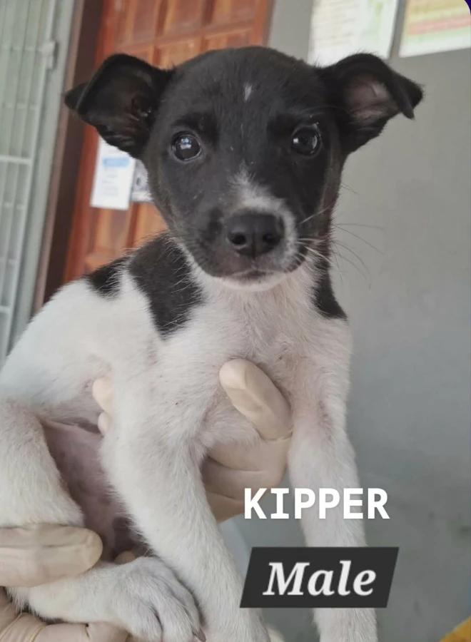 Kipper