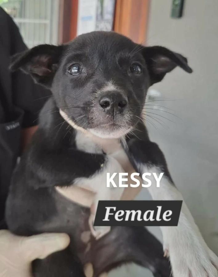 Kessy