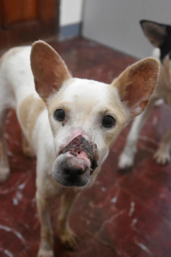 Libby