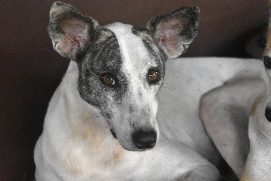 Maisy