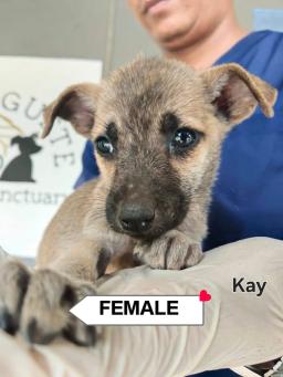 Kay