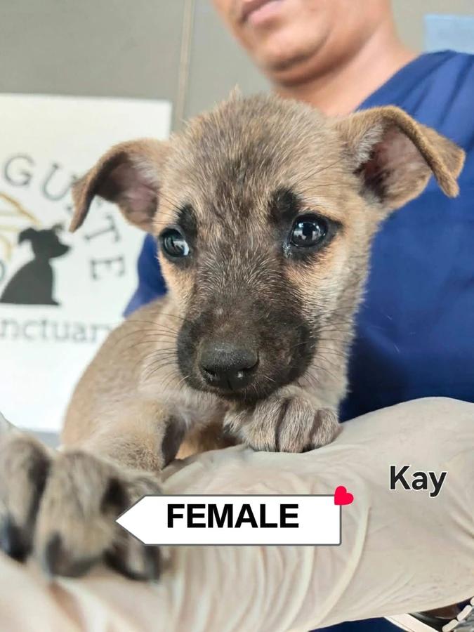 Kay