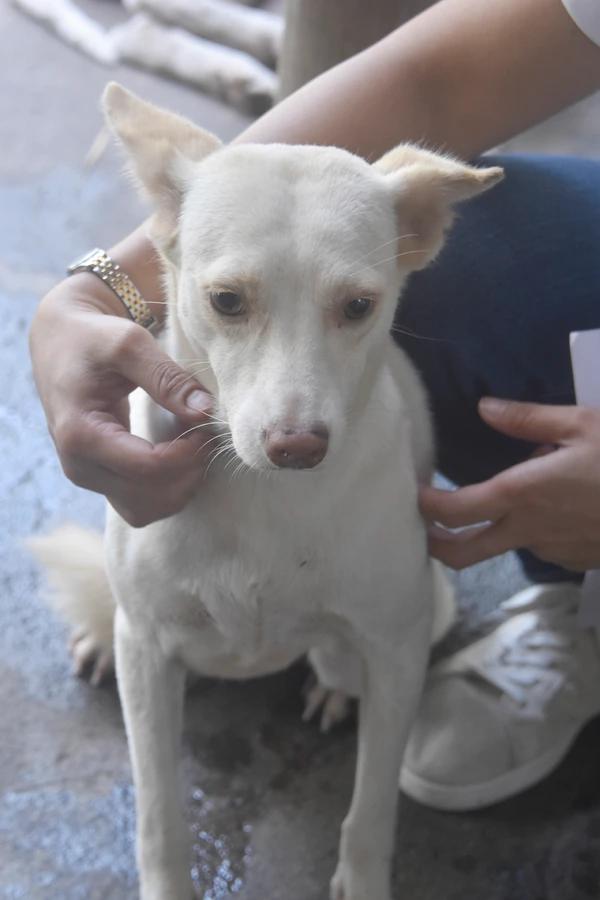 Anaya