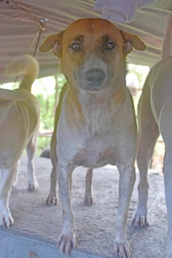 Dora