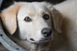 Sheila