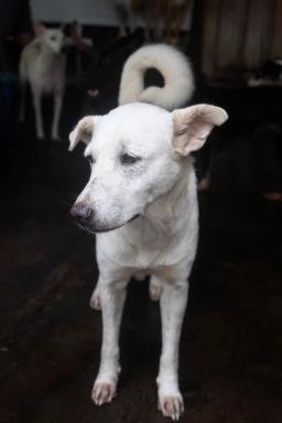 Shiro
