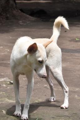 Raffi