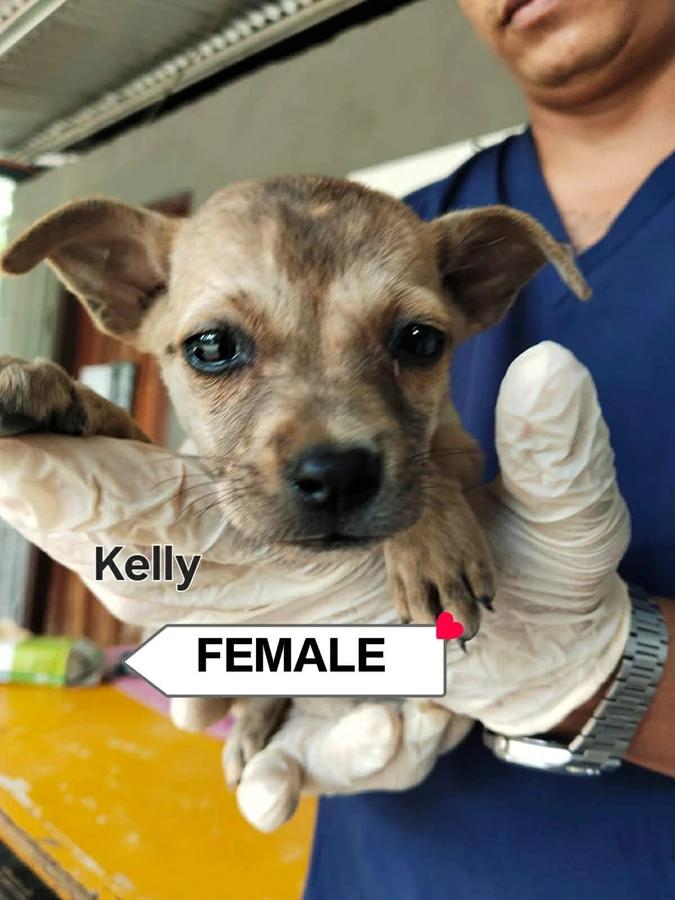 Kelly