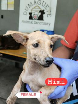 Mimi
