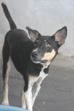 Teodi