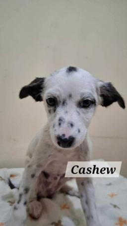 Cashew, image 2