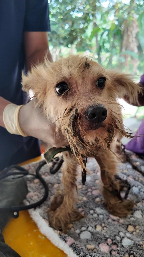 Truffle