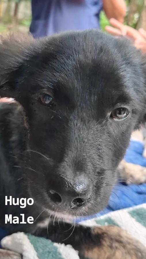 Hugo