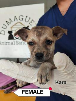 Kara