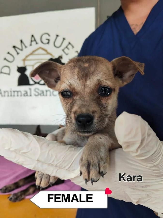 Kara