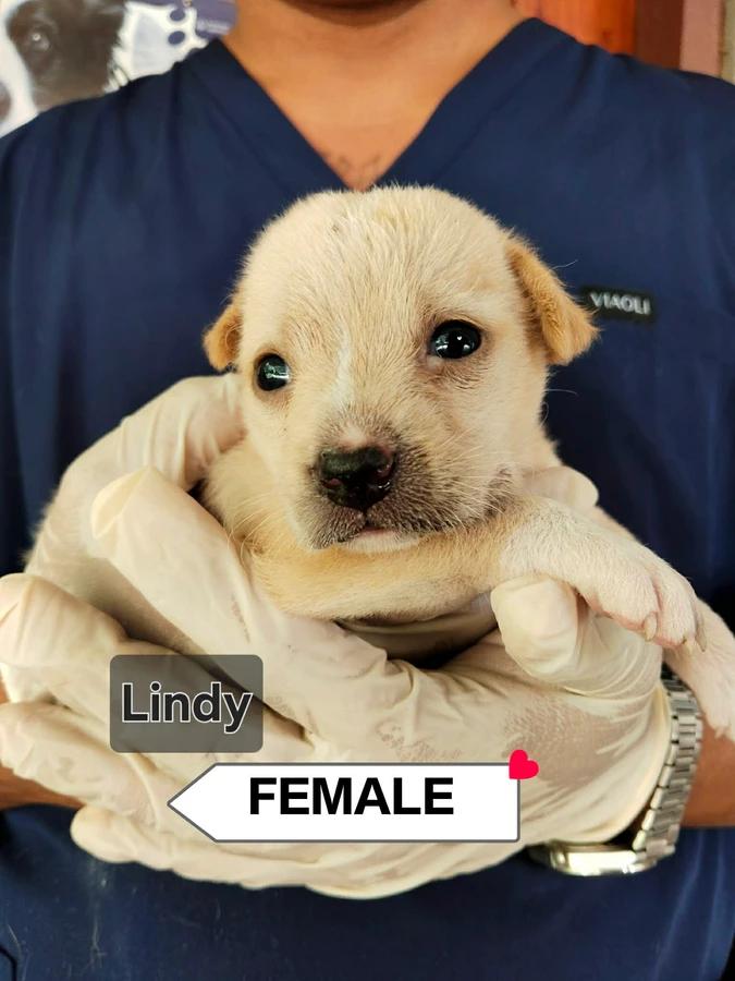 Lindy