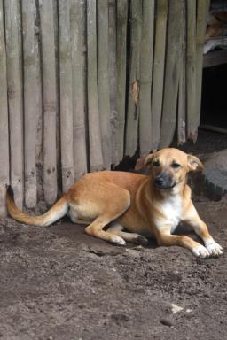 Gillia