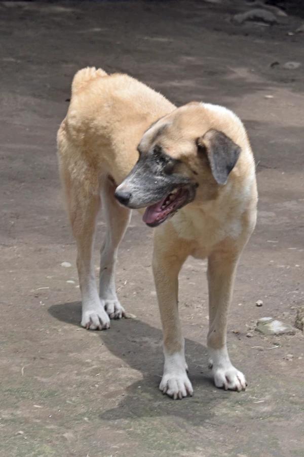 Samson