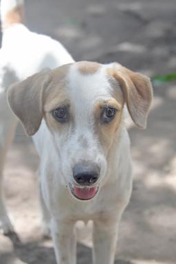 Gia