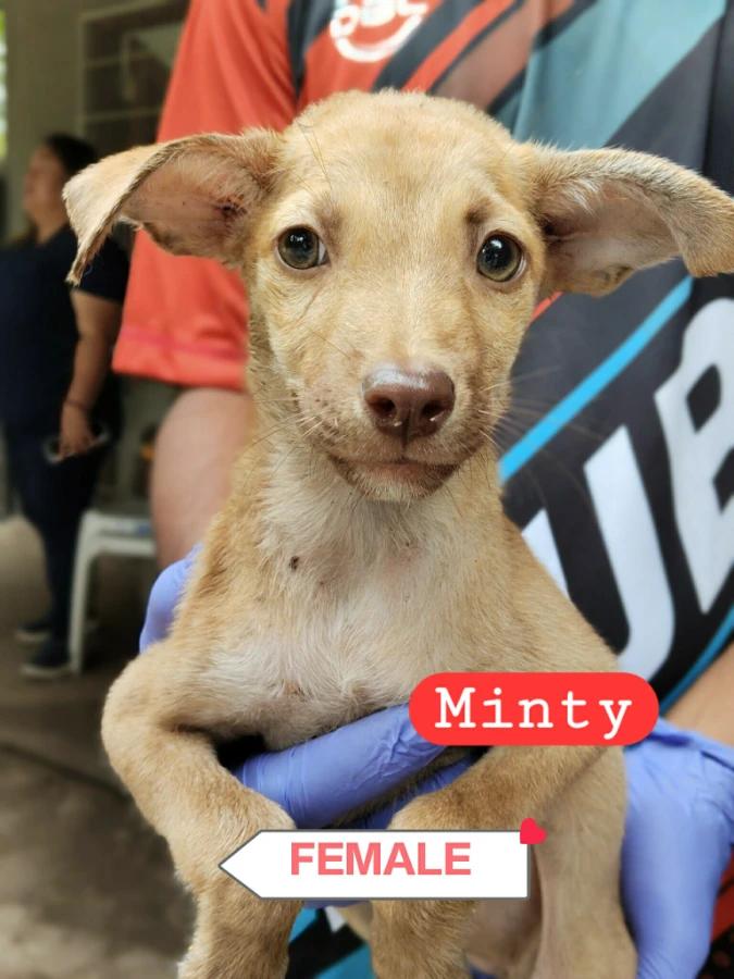 Minty