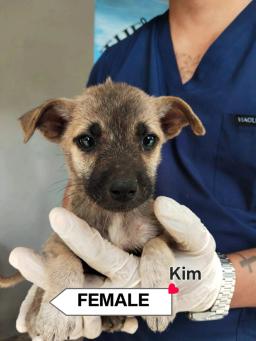Kim