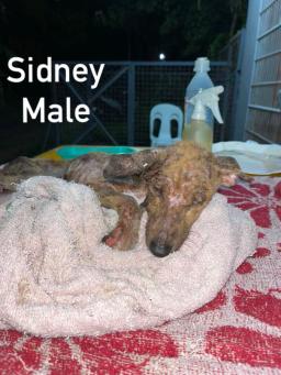 Sidney