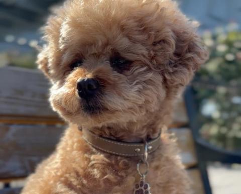 Rosie