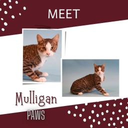 Mulligan