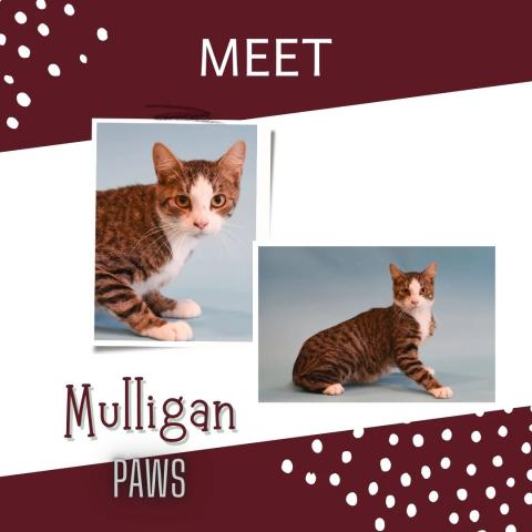 Mulligan