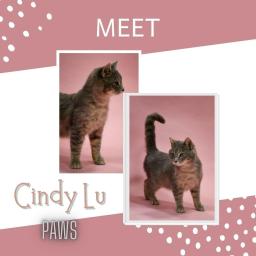 Cindy Lu